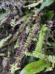 Asplenium normale