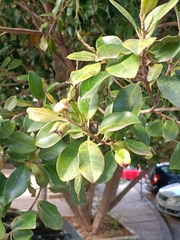 Ficus