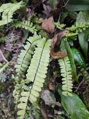 Asplenium normale