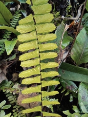 Asplenium normale