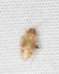 Hamatophylus guttulosus