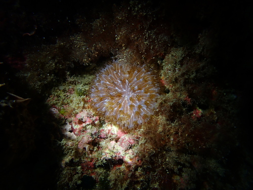 Skamnarium complanatum