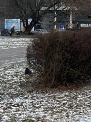 Corvus frugilegus