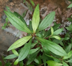 Ayapana triplinervis