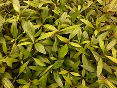 Ayapana triplinervis