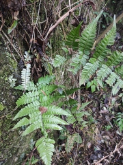 Dryopteris championii