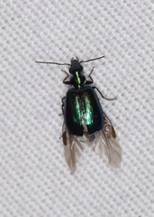 Lebia