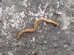 Diversibipalium indicum