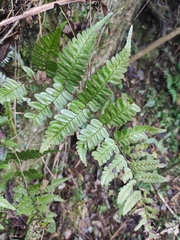 Dryopteris championii