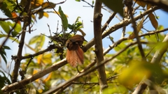 Phacellodomus erythrophthalmus