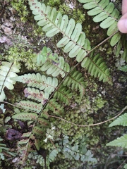 Dryopteris championii