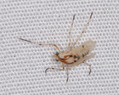Coelotanypus concinnus