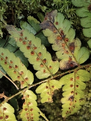 Dryopteris championii