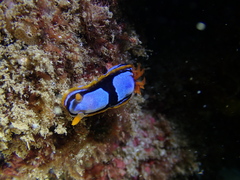 Chromodoris westraliensis