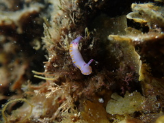 Mexichromis macropus