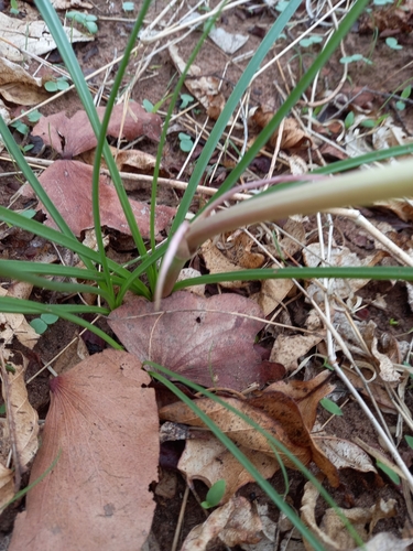 Amaryllidaceae image