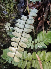 Asplenium normale