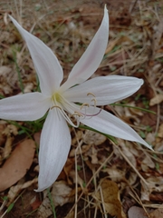 Crinum walteri