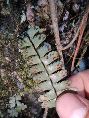Asplenium normale