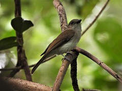 Pachycephala cinerea