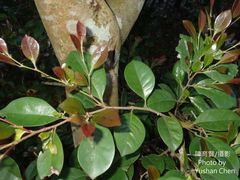 Syzygium kusukusuense