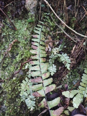 Asplenium normale