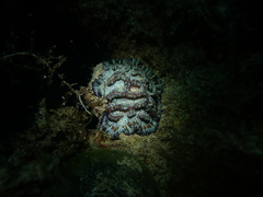 Australophyllia wilsoni