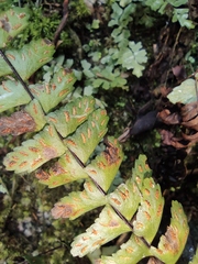 Asplenium normale
