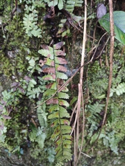 Asplenium normale
