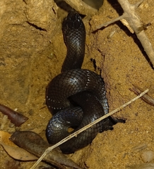 Elapsoidea boulengeri