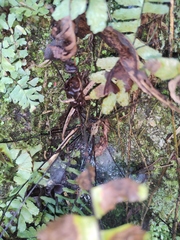 Asplenium normale