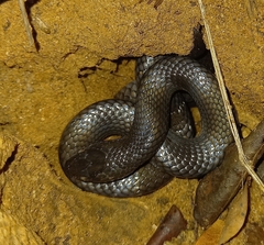 Elapsoidea boulengeri