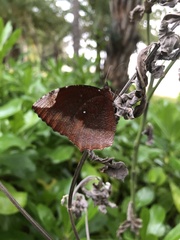 Elymnias hypermnestra