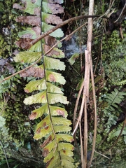 Asplenium normale