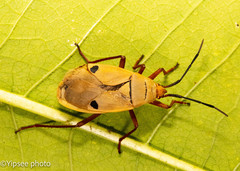 Probergrothius nigricornis