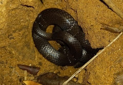 Elapsoidea boulengeri