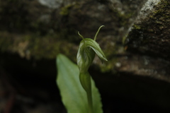 Pterostylis scabrida