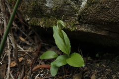 Pterostylis scabrida