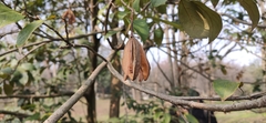 Reevesia pubescens