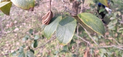 Reevesia pubescens