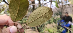Reevesia pubescens