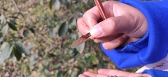 Reevesia pubescens