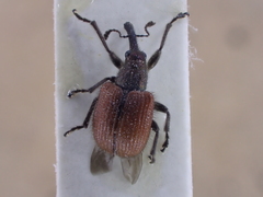 Tatianaerhynchites aequatus