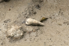 Batillaria zonalis