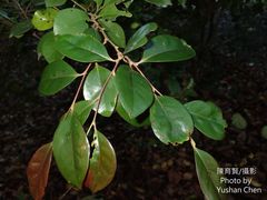 Syzygium kusukusuense