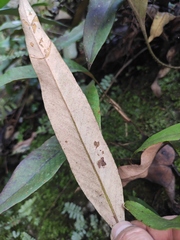 Pyrrosia lingua