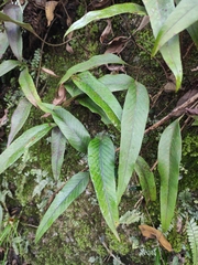 Pyrrosia lingua