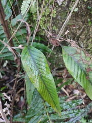 Pyrrosia lingua