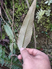 Pyrrosia lingua