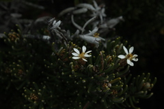 Olearia ledifolia